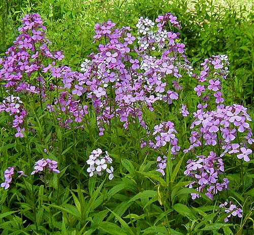 hesperis_damastbloem