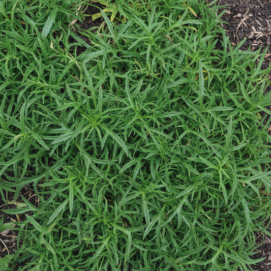 Hertshoornweegbree Stella