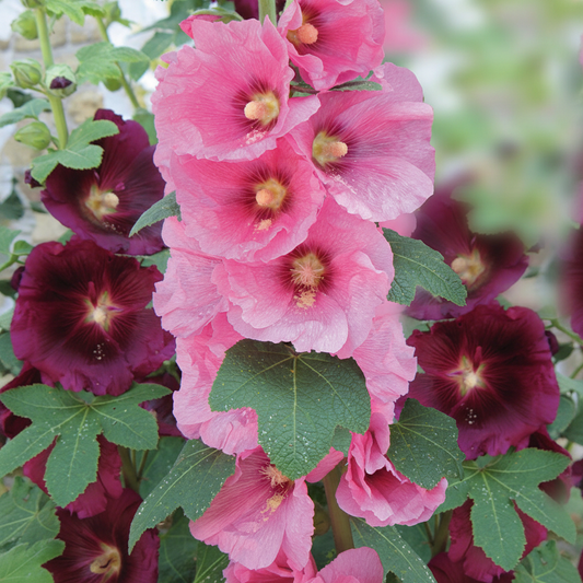 Alcea rosea Antwerp Stars Mix