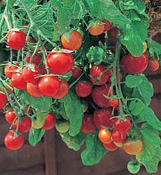 Product showcase image from staged upload