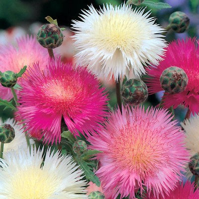 Amberboa-Sweet-Sultan