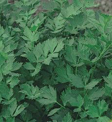 Snijselderij Gewone Snij