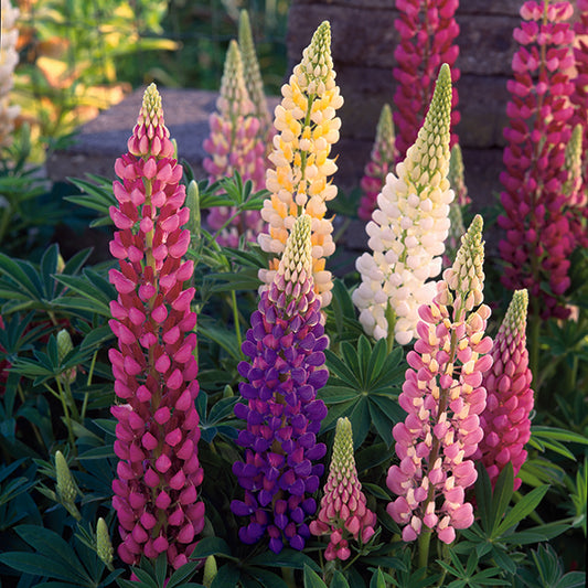 Lupinus_Festival_Mix