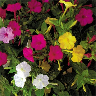 Mirabilis_nachtschone