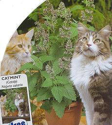 Nepeta cataria