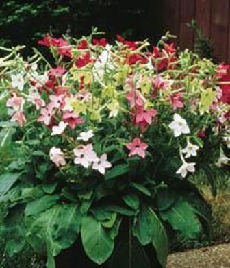 Nicotiana Tinkerbells