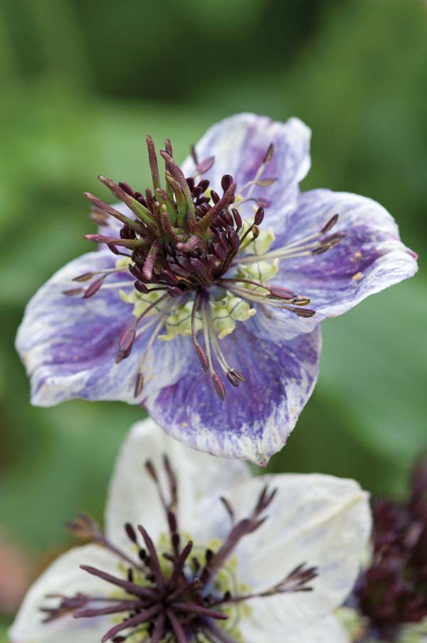 Nigella_delft_blauw_J23280