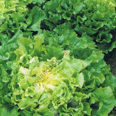 Andijvie Nuance Biozaden