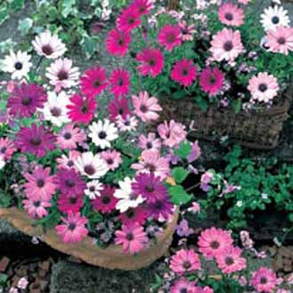 Osteospermum_daisy_mae