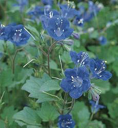 Phacelia campanularia Blue Wonder