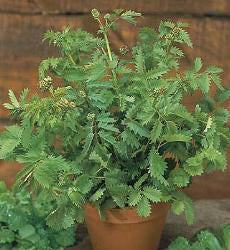Pimpinelle
