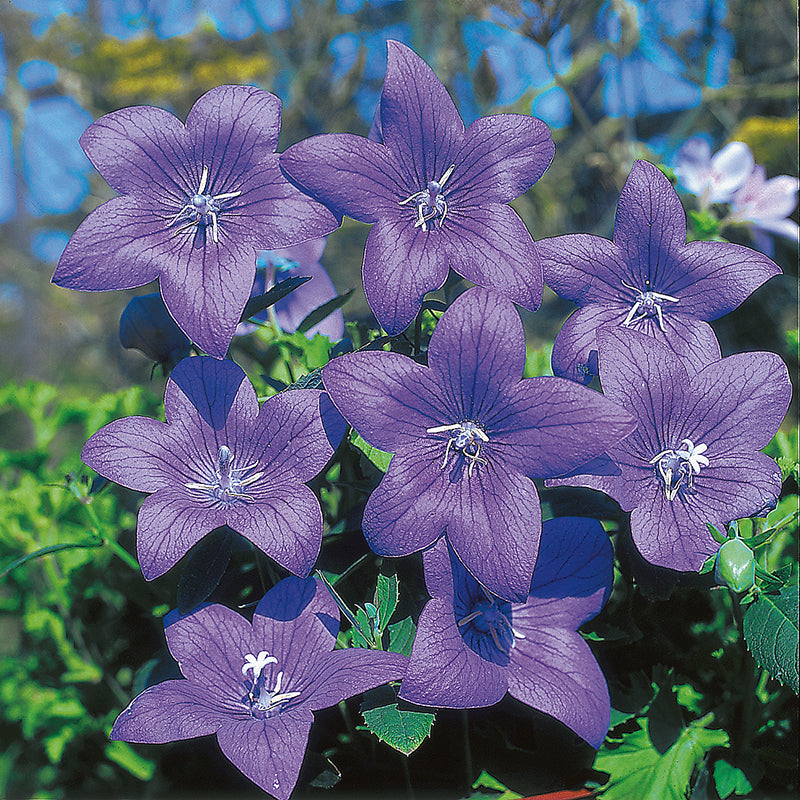 Platycodon grandiflorus