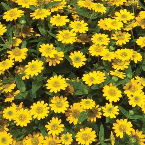 Sanvitalia procumbens