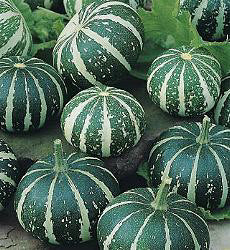 Kalebas Flat Striped