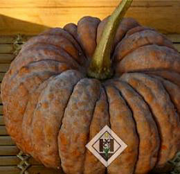 Pompoen moschata Futtsu Black Early