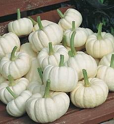 Pompoen mini Baby Boo