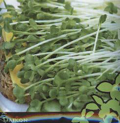 Daikon_spruitzaden