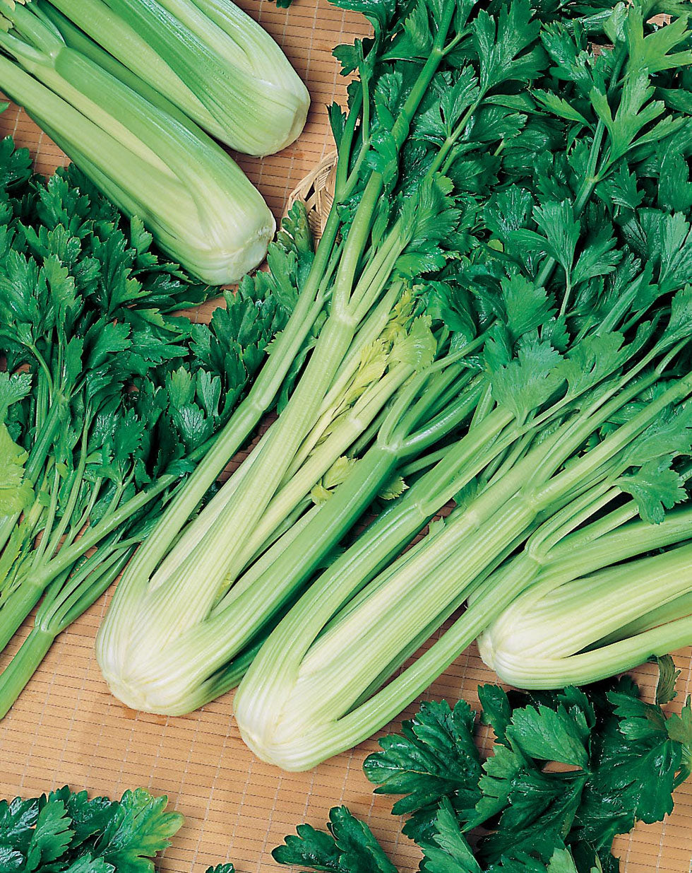 Product showcase image from staged upload