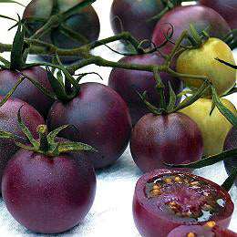 Tomaten cherrytomaat Black cherry