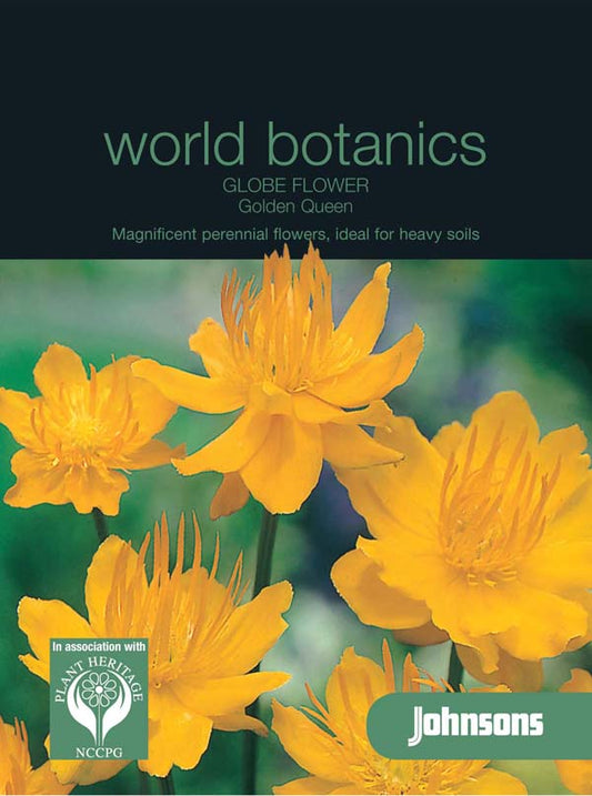 Trollius_chinensis_golden_Queen