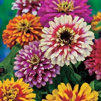 Zinnia elegans Whirlygig Improved Mix