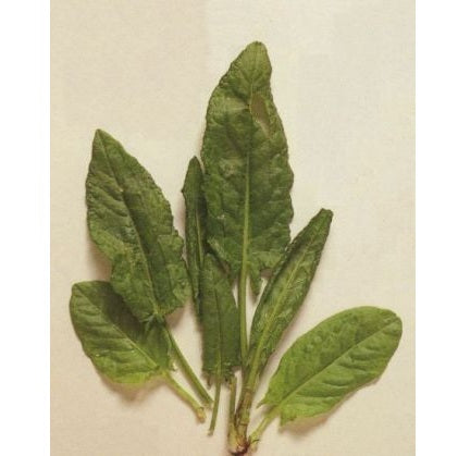 Zuring_Nobel_breedbladig